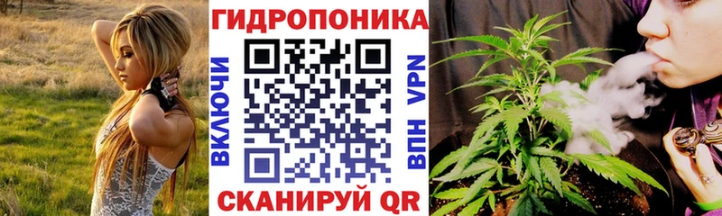 Бошки Шишки гибрид  Ахтырский 